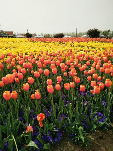 郁金香花海