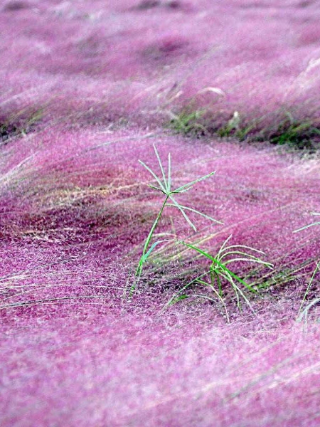 郁金香花海