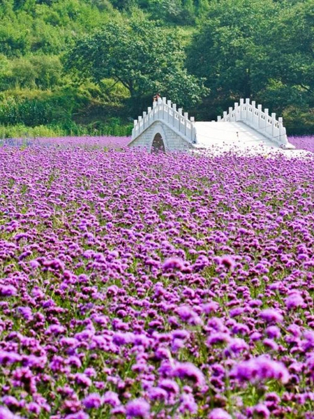 马鞭草花海