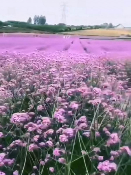 马鞭草花海