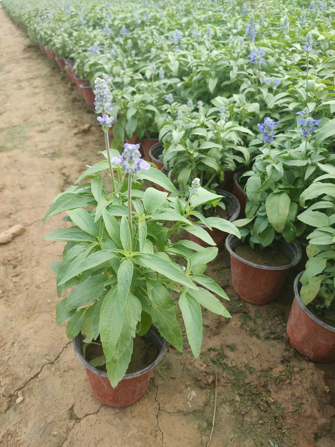 草花鼠尾草