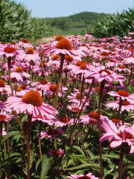 松果菊花海