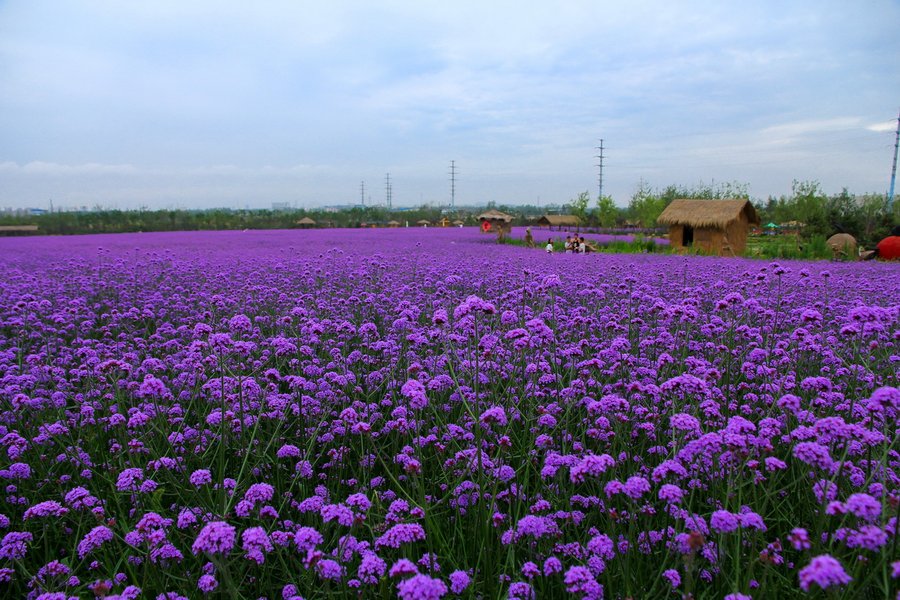 马鞭草花海