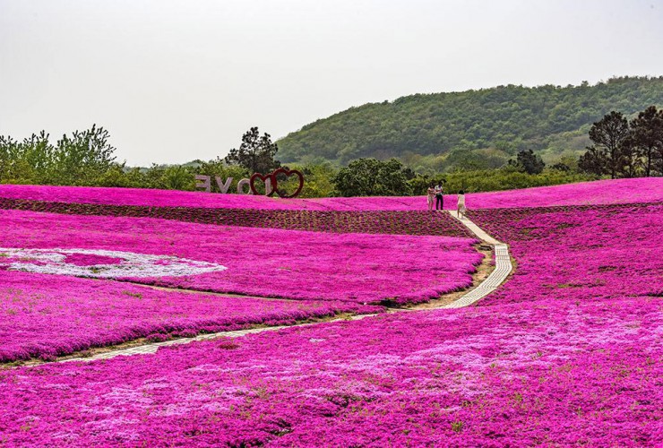 丛生福禄考花海