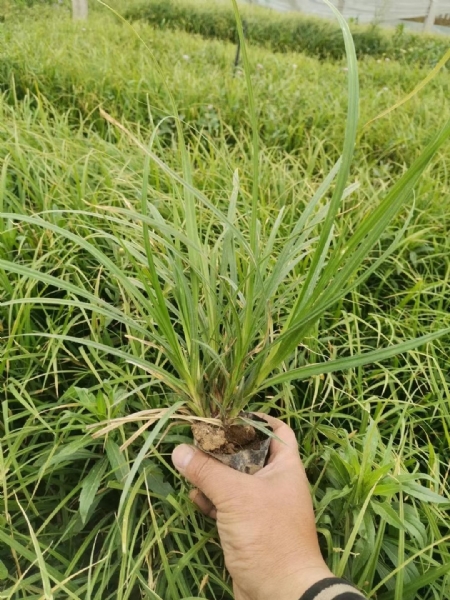 崂屿苔草