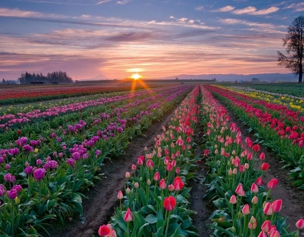 郁金香花海