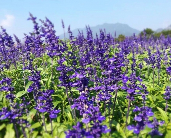 鼠尾草花海