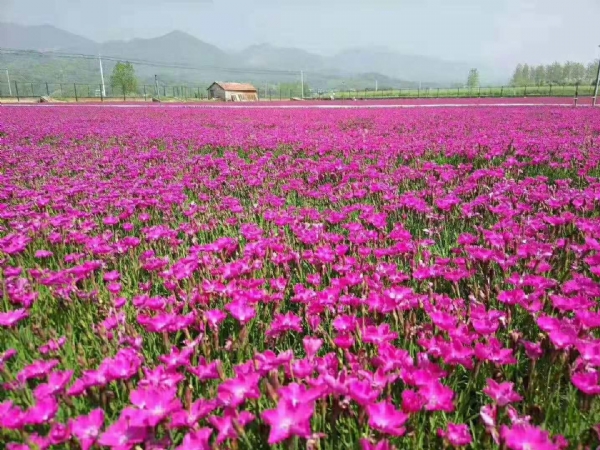 欧石竹花海